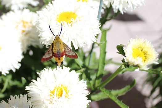 The picture shows a hummingbird hawk moth on a flower.