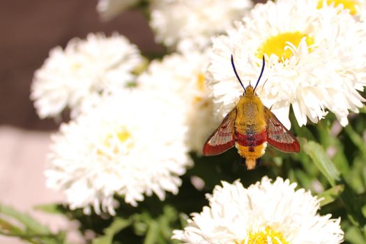 The picture shows a hummingbird hawk moth on a flower.