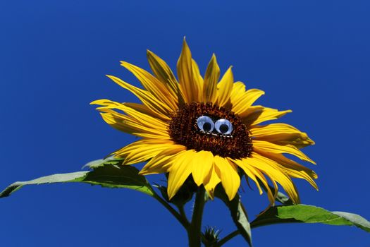 The picture shows a funny sunflower with a face.