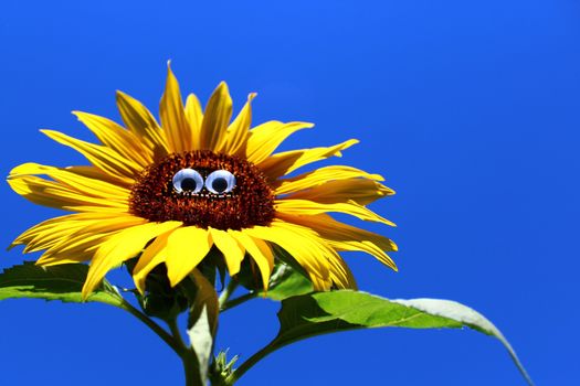 The picture shows a funny sunflower with a face.