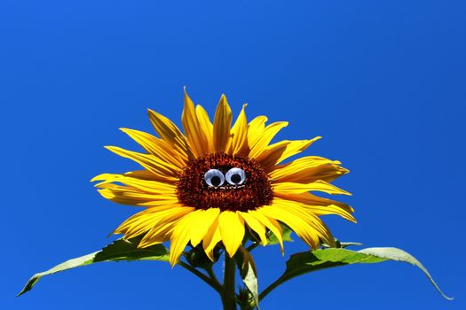 The picture shows a funny sunflower with a face.