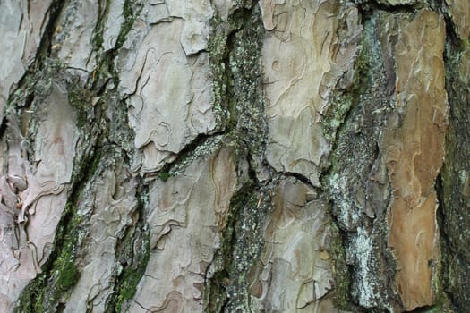 The picture shows a background with bark of a tree.