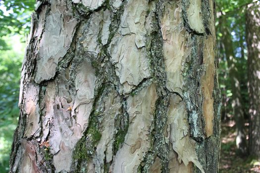 The picture shows a bark of a tree in the forest.