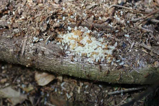 The picture shows red ants in the forest.