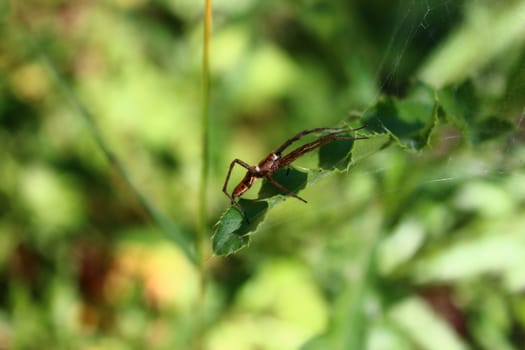 The picture shows a spider on leaves in the forest.