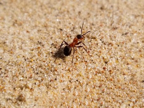 large ant creeps on yellow sand, close up. Lat. Formicidae. Selective focus.