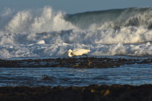 Little egret bird (Egretta garzetta) foraging on coastal moss rocks with waves crashing in background as the tide comes in, Mossel Bay, South Africa