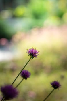 The background image of the colorful flowers, background nature