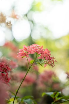 The background image of the colorful flowers, background nature