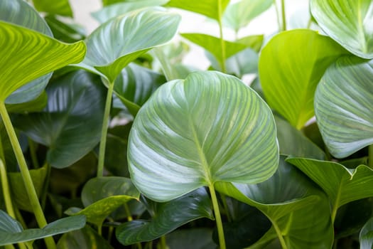 Close Up green leaf under sunlight in the garden. Natural background with copy space.