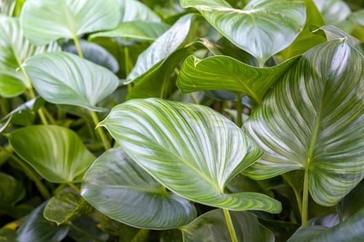 Close Up green leaf under sunlight in the garden. Natural background with copy space.