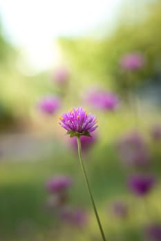 The background image of the colorful flowers, background nature