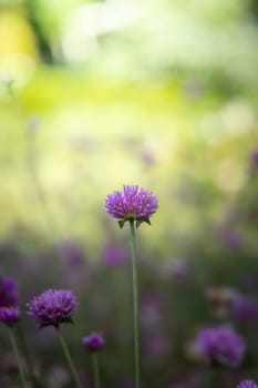 The background image of the colorful flowers, background nature