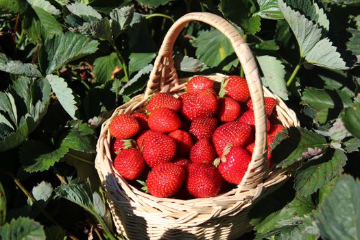 The picture shows strawberries in a strawberry field.