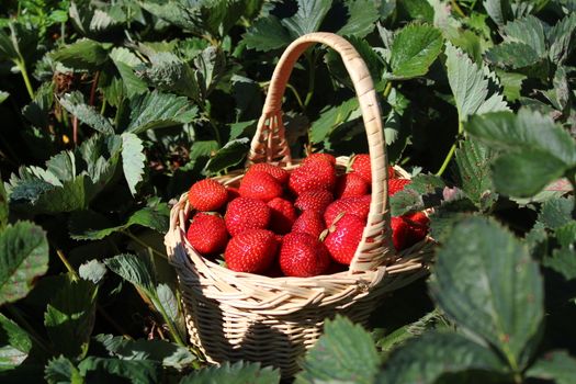 The picture shows strawberries in a strawberry field.