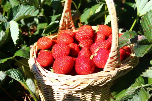 The picture shows strawberries in a strawberry field.