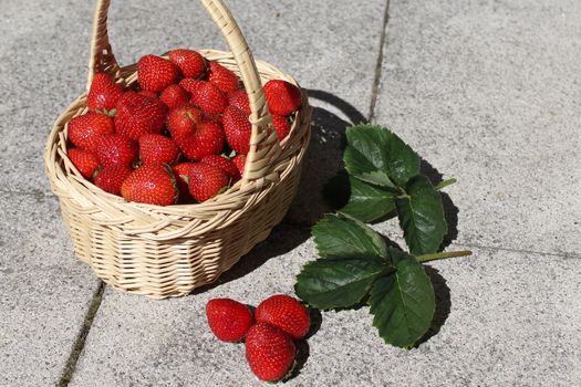 The picture shows strawberries in a strawberry field.