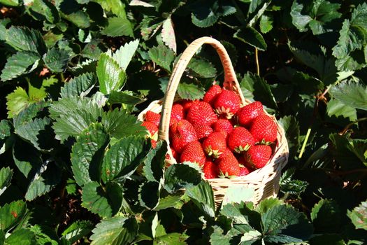 The picture shows strawberries in a strawberry field.