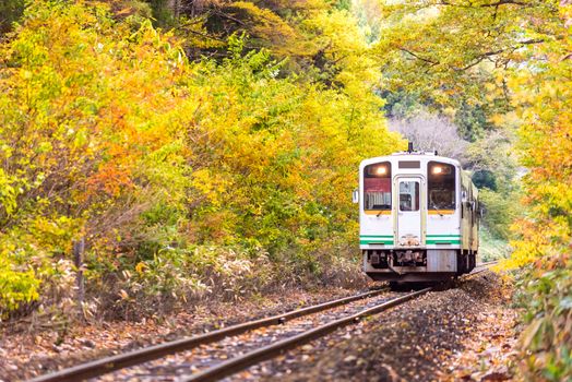 Autumn fall foliage with white train commuter in Fukushima Japan