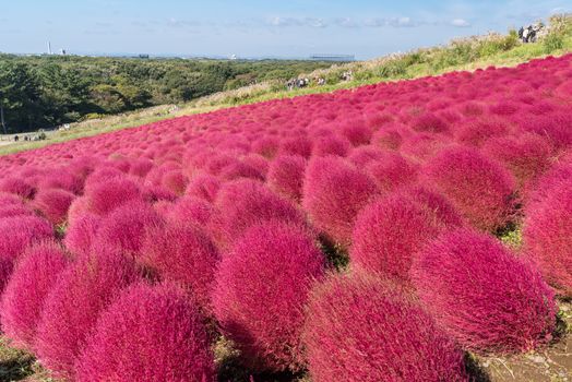 Kochia and cosmos bush with hill landscape Mountain,at Hitachi Seaside Park in autumn with blue sky at Ibaraki, Japan