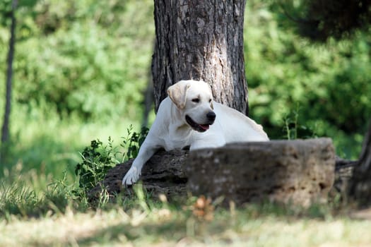 the yellow labrador sitting in the park