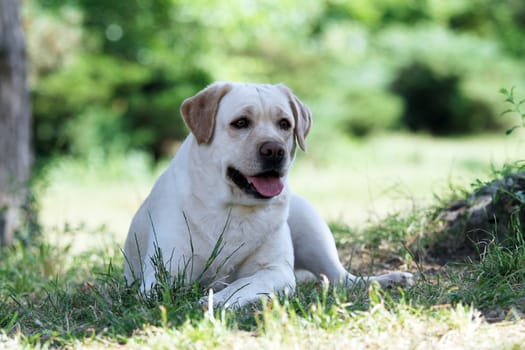 yellow labrador sitting in the park