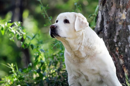 the sweet yellow labrador sitting in the park