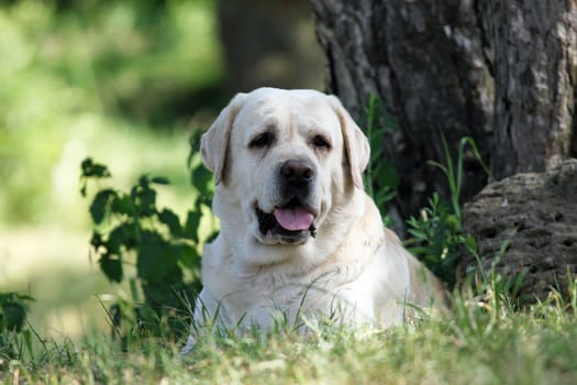 a sweet yellow labrador sitting in the park