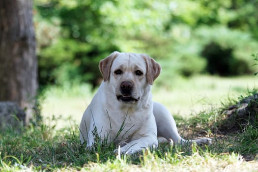 sweet yellow labrador sitting in the park
