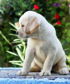 a little yellow labrador puppy sitting on blue background