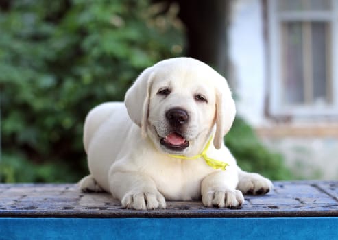 little yellow labrador puppy sitting on blue background