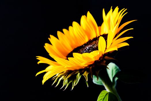 Sunflower isolated on black background. Low key image.