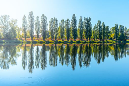 Alley of lush green poplar trees reflected in the water on sunny summer day.