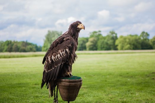 wilde brown eagle in outdoor nature