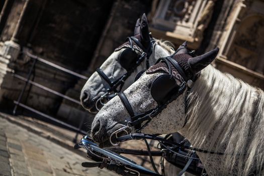 horses on historic europe center square, tourism monument