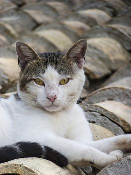 Cat on a roof with tiles