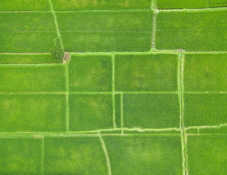 Top down aerial view of rice paddy fields in Bali, Indonesia