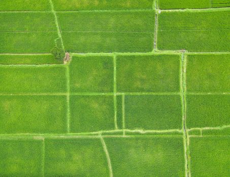 Top down aerial view of rice paddy fields in Bali, Indonesia