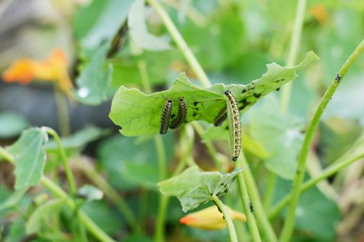 Large white caterpillar climbs up stalk of a half-eaten nasturtium leaf, a source of food for the common garden pest