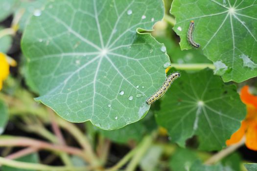 Hairy cabbage white caterpillar reaches off a rain-covered nasturtium leaf in an allotment