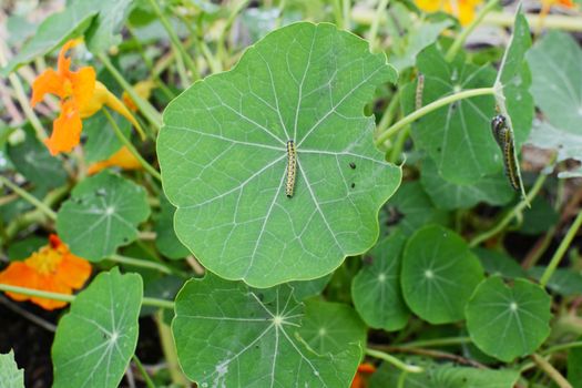 Large white caterpillar on a green nasturtium leaf in selective focus against foliage and more caterpillars