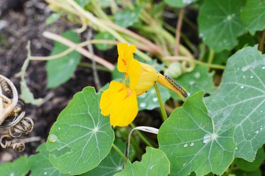 Cabbage white caterpillar on a yellow nasturtium flower, with pollen on the larva's hairy back