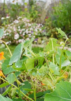 Many cabbage white caterpillars feeding on the foliage of a nasturtium in a flower garden