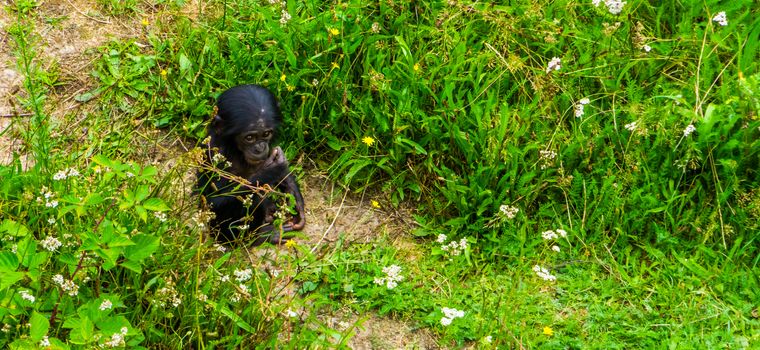 Adorable bonobo infant sitting in the grass, human ape baby, Endangered primate specie from Africa