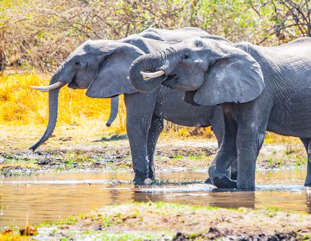 Thirsty african elephants drinking water at waterhole. Moremi Game Reserve, Okavango Region, Botswana.