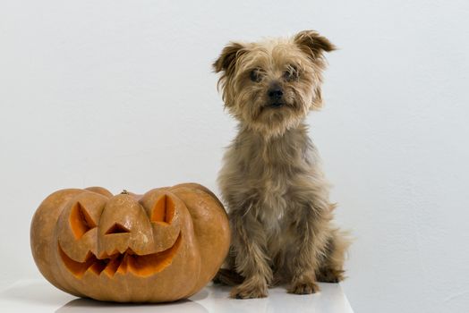 orange halloween pumpkin with carving, crushed and collapsible typology, on a background in nature or white