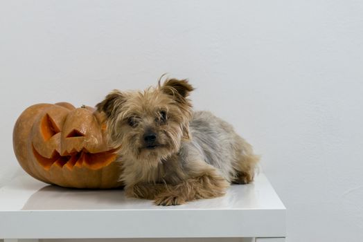 orange halloween pumpkin with carving, crushed and collapsible typology, on a background in nature or white