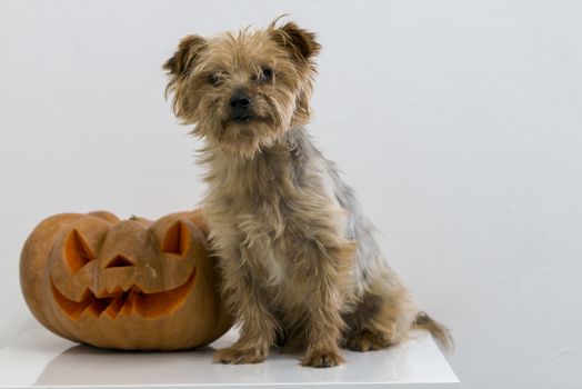 orange halloween pumpkin with carving, crushed and collapsible typology, on a background in nature or white