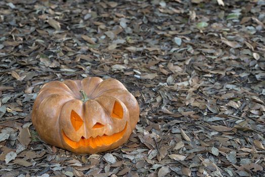 orange halloween pumpkin with carving, crushed and collapsible typology, on a background in nature or white