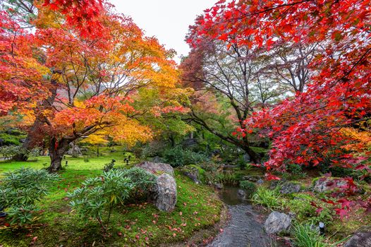 Colorful leaves in autumn park, Japan.